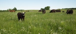 Black Angus cows standing in a field on Waseda Farms, Door County, Wisconsin