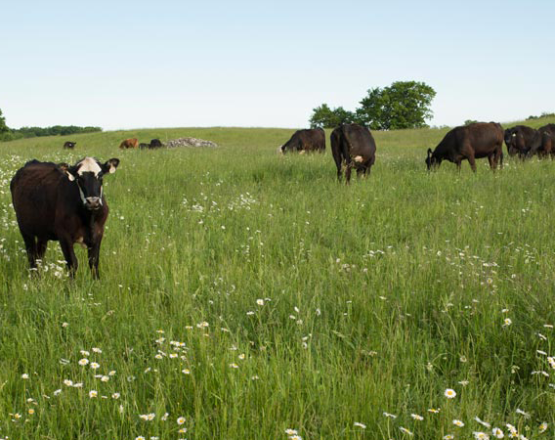 Black Angus cows standing in a field on Waseda Farms, Door County, Wisconsin