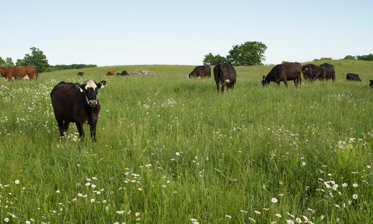 Black Angus cows standing in a field on Waseda Farms, Door County, Wisconsin