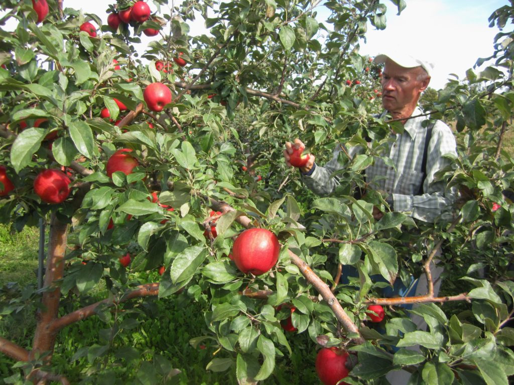 Man picking apples from tree in Ephraim, Door County, Wisconsin